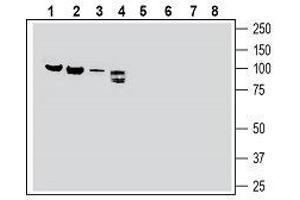 Western blot analysis of rat brain membranes (lanes 1 and 5), rat lung membranes (lanes 2 and 6), mouse heart membranes (lanes 3 and 7) and rat dorsal root ganglion lysate (lanes 4 and 8): - 1-4. (SEMA3F Antikörper  (Secreted))