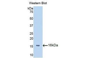 Western Blotting (WB) image for anti-Macrophage Migration Inhibitory Factor (Glycosylation-Inhibiting Factor) (MIF) (AA 3-111) antibody (ABIN1859824) (MIF Antikörper  (AA 3-111))