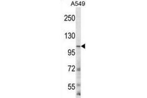 Western Blotting (WB) image for anti-Glutamate Receptor, Ionotropic, N-Methyl D-Aspartate 3B (GRIN3B) antibody (ABIN2996637)