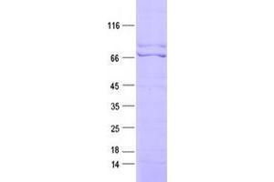 Validation with Western Blot