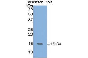 Western Blotting (WB) image for anti-Vascular Endothelial Growth Factor B (VEGFB) (AA 22-188) antibody (ABIN2117881) (VEGFB Antikörper  (AA 22-188))