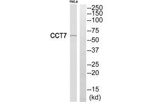 Western blot analysis of extracts from HeLa cells, using CCT7 antibody. (CCT7 Antikörper  (Internal Region))