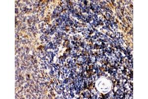 IHC-P: CD10 antibody testing of rat spleen tissue