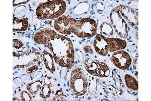 Immunohistochemical staining of paraffin-embedded Kidney tissue using anti-SIL1 mouse monoclonal antibody. (SIL1 Antikörper)