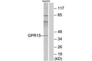 Western blot analysis of extracts from HepG2 cells, using GPR15 Antibody. (GPR15 Antikörper  (AA 201-250))