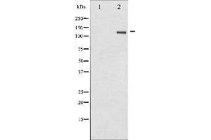 Western blot analysis of SREBP-1 phosphorylation expression in TNF treated Jurkat whole cell lysates,The lane on the left is treated with the antigen-specific peptide. (SREBF1 Antikörper  (pSer439))