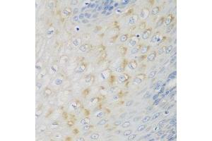 Immunohistochemistry of paraffin-embedded human esophagus using NME4 antibody. (NME4 Antikörper  (AA 1-187))