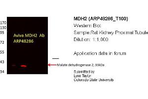 Western Blotting (WB) image for anti-Malate Dehydrogenase 2, NAD (Mitochondrial) (MDH2) (C-Term) antibody (ABIN2783318) (MDH2 Antikörper  (C-Term))