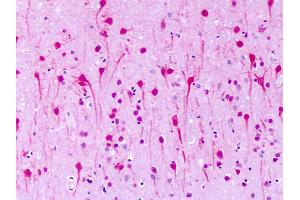 Anti-GPR1 antibody IHC of human brain, neurons. (G Protein-Coupled Receptor 1 Antikörper  (N-Term))