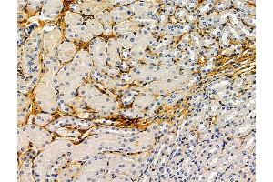 ABIN7096222 and ABIN7100284 at 1/100 staining mouse kidney tissue by IHC-P. (MFSD6L Antikörper)