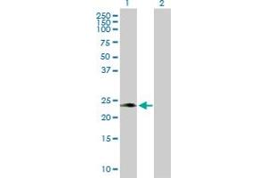 Western Blot analysis of PAEP expression in transfected 293T cell line by PAEP MaxPab polyclonal antibody. (PAEP Antikörper  (AA 1-180))
