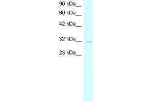 ASGR2 antibody used at 4 ug/ml to detect target protein. (Asialoglycoprotein Receptor 2 Antikörper  (N-Term))