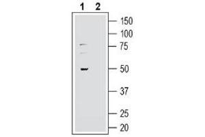 GPR37L1 Antikörper  (Extracellular, N-Term)