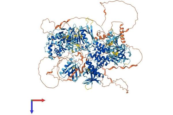ARAP3 Protein (AA 1-1538) (His tag)