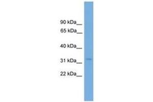 Image no. 1 for anti-Transcription Elongation Factor A2 (TCEA2) (AA 71-120) antibody (ABIN6745242) (TCEA2 Antikörper  (AA 71-120))