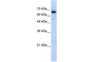 Western Blotting (WB) image for anti-Zinc Finger and SCAN Domain Containing 12 (ZSCAN12) antibody (ABIN2458039) (ZSCAN12 Antikörper)