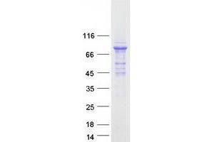 Validation with Western Blot (C16ORF71 Protein (Myc-DYKDDDDK Tag))
