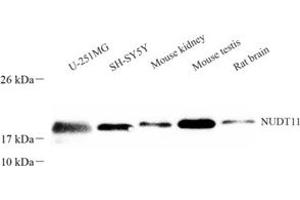 Western blot analysis of NUDT11 (ABIN7074924) at dilution of 1: 300