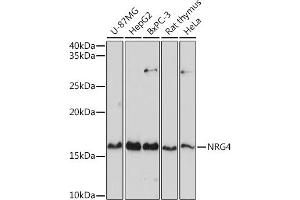 Western blot analysis of extracts of various cell lines, using NRG4 antibody (ABIN3016309, ABIN3016310, ABIN3016311 and ABIN6219713) at 1:1000 dilution. (Neuregulin 4 Antikörper  (AA 1-115))