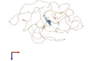 APOBR Protein (AA 1-942) (His tag)
