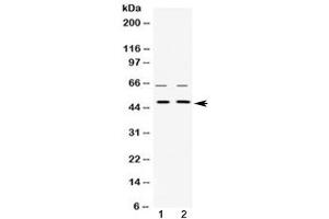 Western blot testing of human 1) HeLa and 2) HepG2 cell lysate with hnRNP H antibody at 0. (HNRNPH1 Antikörper  (AA 23-52))