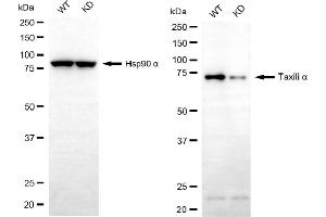 Western blotting analysis using taxilin alpha antibody (ABIN7800520).