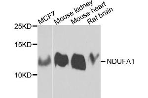 Western blot analysis of extracts of various cells, using NDUFA1 antibody. (NDUFA1 Antikörper)