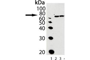 Western blot analysis of Grp78, pAb : Lane 1: MW marker, Lane2: Grp78/BiP (hamster), (recombinant) , Lane3: Liver (rat), (microsome extract) (GRP78 Antikörper  (C-Term))