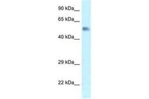 Image no. 1 for anti-Zinc Finger Protein 472 (ZFP472) (AA 20-69) antibody (ABIN6747569) (Zfp472 Antikörper  (AA 20-69))