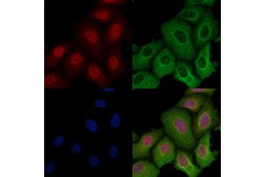 ABIN6259187 and ABIN6274307 staining Hela cells by IF/ICC. (SRSF3 Antikörper  (C-Term))