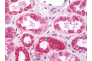 Anti-NDUFS5 antibody IHC staining of human kidney. (NDUFS5 Antikörper  (HRP))