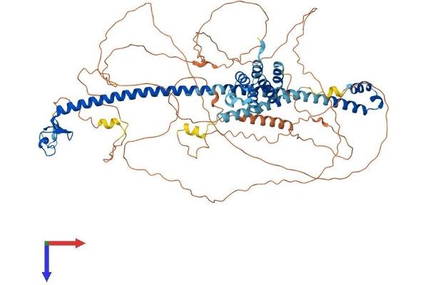 MEFV Protein (AA 1-767) (His tag)