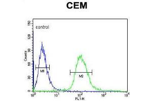 UTY Antibody (C-term) flow cytometric analysis of CEM cells (right histogram) compared to a negative control cell (left histogram).