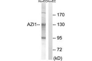 Western blot analysis of extracts from HuvEc cells, using AZI1 Antibody. (AZI1 Antikörper  (AA 311-360))