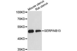 Western Blotting (WB) image for anti-serpin Peptidase Inhibitor, Clade B (Ovalbumin), Member 13 (SERPINB13) (AA 1-140) antibody (ABIN6147585)