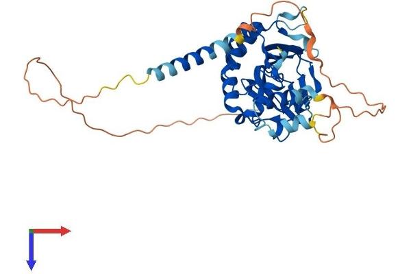 ASPHD1 Protein (AA 1-360) (His tag)