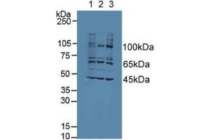 Figure. (AATK Antikörper  (AA 1216-1374))