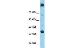 Western Blotting (WB) image for anti-Lymphocyte Antigen 6 Complex, Locus G5C (LY6G5C) (C-Term) antibody (ABIN2444645) (LY6G5C Antikörper  (C-Term))