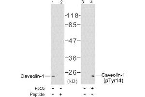 Image no. 1 for anti-Caveolin 1, Caveolae Protein, 22kDa (CAV1) (pTyr14) antibody (ABIN196778) (Caveolin-1 Antikörper  (pTyr14))