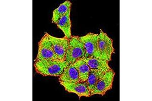 Immunofluorescence analysis of Hela cells using VP2 mouse mAb (green). (VP2 (AA 296-438) Antikörper)