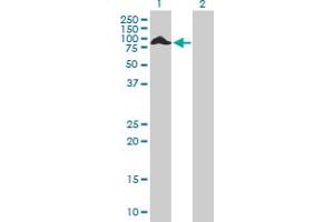Western Blot analysis of THAP4 expression in transfected 293T cell line by THAP4 MaxPab polyclonal antibody. (THAP4 Antikörper  (AA 1-577))
