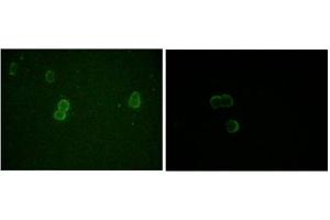 Immunofluorescence (IF) image for anti-Apolipoprotein M (APOM) antibody (ABIN1105423) (Apolipoprotein M Antikörper)