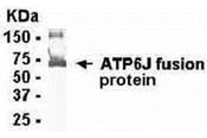 Western Blotting (WB) image for anti-ATPase, H+ Transporting, Lysosomal 13kDa, V1 Subunit G1 (ATP6V1G1) (AA 1-118) antibody (ABIN2468076) (ATP6V1G1 Antikörper  (AA 1-118))