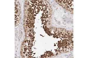 Immunohistochemical staining (Formalin-fixed paraffin-embedded sections) of human testis with MLLT4 polyclonal antibody  shows strong cytoplasmic positivity in cells in seminiferous ducts. (Afadin Antikörper)
