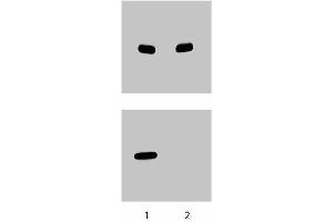 Western blot analysis for eNOS (pS633). (ENOS Antikörper  (pSer633))