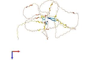 FAM90A1 Protein (AA 1-464) (His tag)