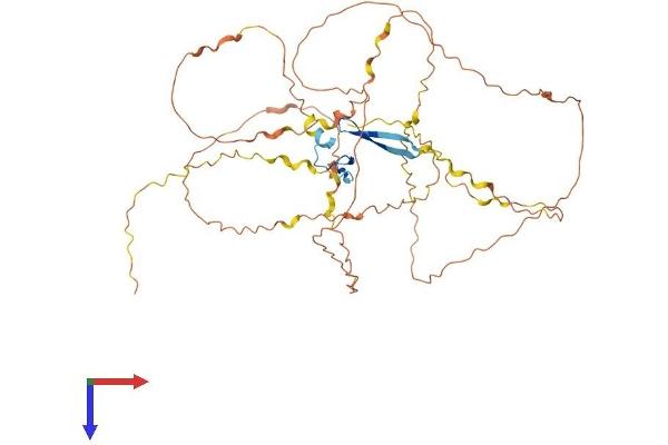 FAM90A1 Protein (AA 1-464) (His tag)