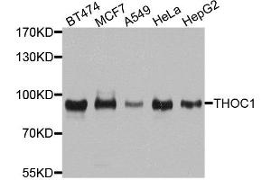 Western blot analysis of extracts of various cell lines, using THOC1 antibody. (THOC1 Antikörper  (AA 428-657))