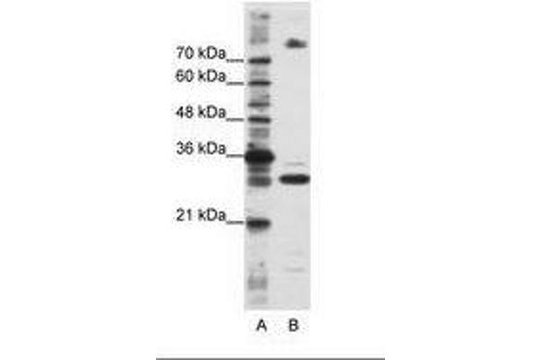 SRSF10 antibody  (C-Term)