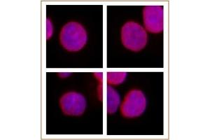 SMARCC1 / BAF155 antibody (pAb) tested by Immunofluorescence. (SMARCC1 Antikörper  (N-Term))